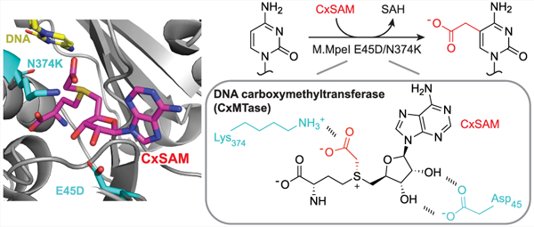 graphic file with name nihms-1921602-f0001.jpg
