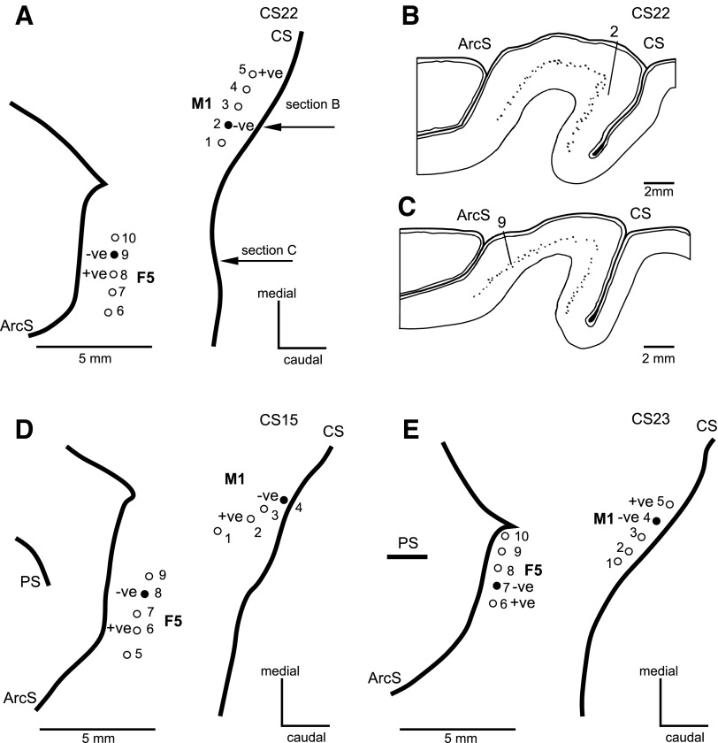 Fig. 1.