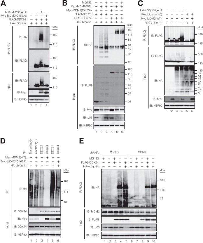 FIG 2
