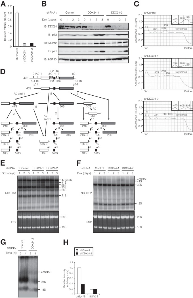 FIG 5