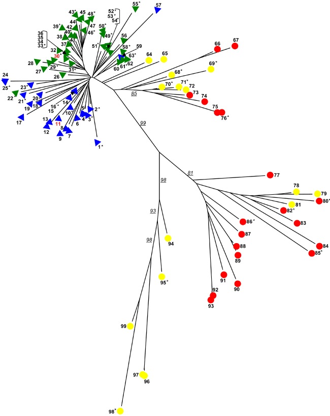 Phylogenetic tree of retroviral insertions in primates