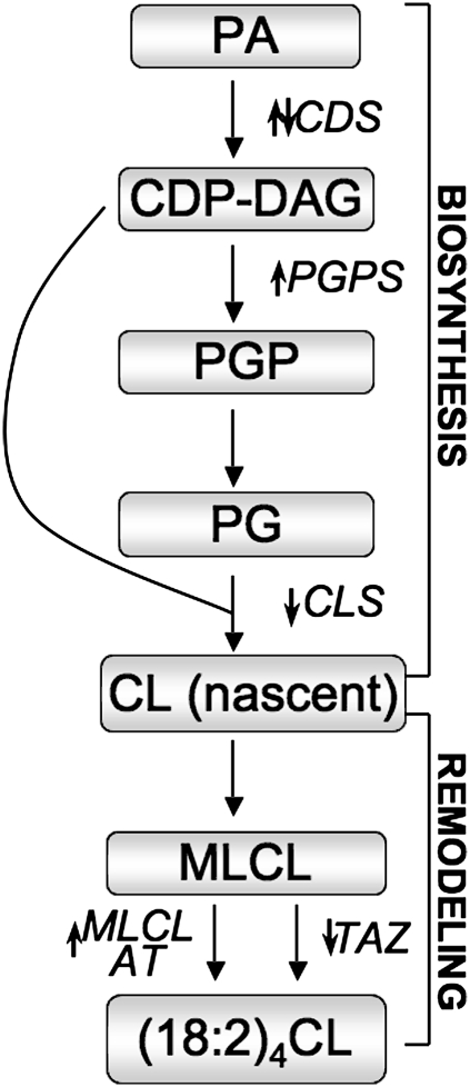 Fig. 5.