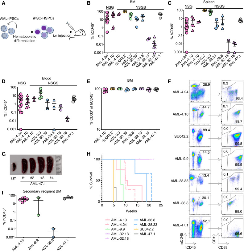 Figure 4. AML-iPSC–derived hematopoietic cells exhibit cardinal leukemia features. A, AML-iPSCs were differentiated into HSPCs and injected into immunodeficient mice (NSG or NSGS). Human cell engraftment was assessed after 13–15 weeks or earlier if signs of illness. B–D, Levels of human engraftment in the BM, spleen, and blood of NSG and NSGS mice, as indicated, 5 to 22 weeks after transplantation with 1 × 106 HSPCs derived from the indicated AML-iPSC lines. Each data point represents one mouse. Error bars show mean and SEM. E, Fraction of myeloid (CD33+) lineage cells within the hCD45+ population in the BM of mice transplanted with HSPCs derived from the indicated AML-iPSC lines. Each data point represents one mouse. Error bars show mean and SEM. F, Representative flow cytometry analyses from BM of recipient mice transplanted with HSPCs from the indicated AML-iPSC lines. G, Representative image showing marked splenomegaly in 4 mice transplanted with HSPCs from the AML-47.1 line. UT: untransplanted mouse. H, Kaplan–Meier curves showing survival of mice transplanted with HSPCs from the indicated AML-iPSC lines. I, Human engraftment levels in the BM of secondary recipient mice. Each data point represents a unique mouse. Mean and SEM are shown.