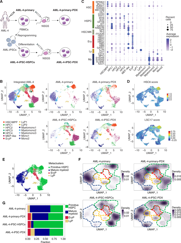 Figure 6. Single-cell RNA sequencing analyses of matched primary and iPSC-derived leukemia cells from patient AML-4 in vitro/ex vivo and after transplantation. A, Schematic representation of the experimental design. The samples analyzed by single-cell RNA sequencing are: (1) AML-4-Primary: peripheral blood mononuclear cells (PBMC) from AML patient AML-4; (2) AML-4-Primary-PDX: cells (sorted hCD45+) from a mouse xenograft of the AML-4-Primary cells; (3) AML-4-iPSC-HSPCs: cells obtained following in vitro differentiation of the iPSC line AML-4.10, which was derived from the AML-4-Primary cells; (4) AML-4-iPSC-PDX: cells (sorted hCD45+) from a mouse xenograft of the AML-4-iPSC-HSPCs. B, UMAP representation of single-cell transcriptome data colored by cluster. Left: Integrated analysis of all AML-4 subsets. Right: Individual samples, as indicated. Clusters were annotated using known lineage and stem cell marker genes found amongst the most differentially expressed genes in each cluster. HSC/MPP: hematopoietic stem cell/multipotent progenitor; HPC: hematopoietic progenitor cell; MEP: megakaryocyte/erythroid progenitor; EryP: erythroid progenitor; LyP: lymphoid progenitor; Myelomono: mature cells of myelomonocytic lineage; Mono: mature monocytic lineage cells. C, Dot plot showing the expression level of selected marker genes in each cluster. Dot size represents the percentage of cells expressing the marker gene, while dot color represents the scaled average expression of the gene across the various clusters (a negative value corresponds to expression level below the mean). D, HSC6 score based on the expression of the 6 genes RUNX1, HOXA9, MLLT3, MECOM, HLF, and SPINK2 (top) and LSC17 score (bottom), projected onto the integrated analysis UMAP from B. E, UMAP plot from B colored by metacluster. F, Cell density across the UMAP coordinates of each sample displayed as contours filled by a dark violet color gradient. The 4 metaclusters from E are indicated by dashed lines (green line: primitive HSPC; blue line: mature myeloid; red line: EryP; yellow line: LyP). G, Bar plots showing the proportion of cells in each metacluster for each sample.