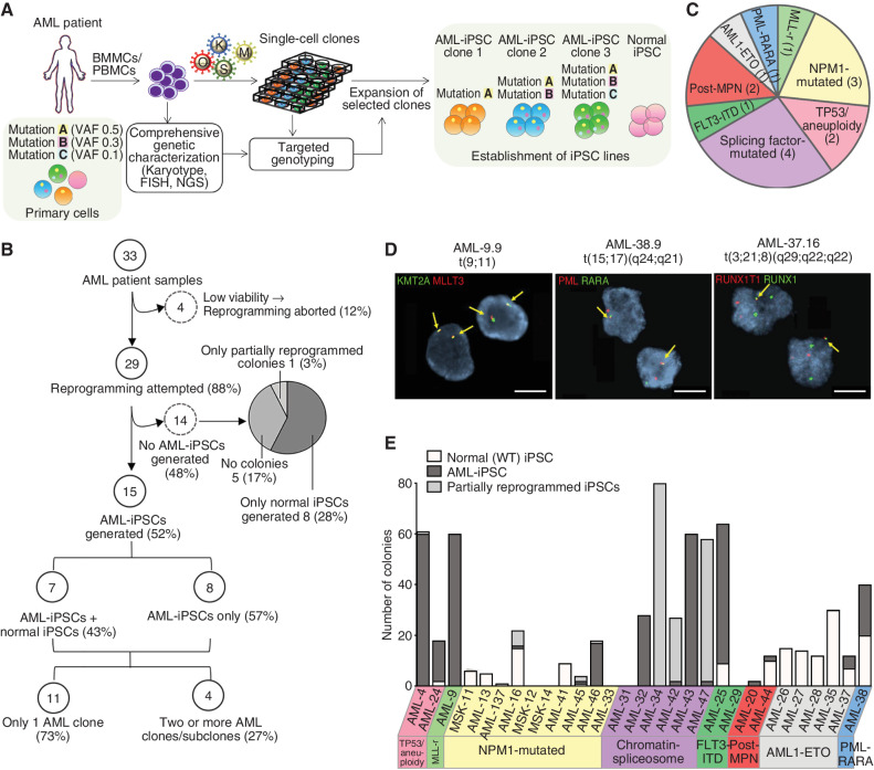 Figure 1. Generation of a panel of patient-derived iPSCs representative of the genetic diversity of human AML. A, Schematic overview of the reprogramming method. Bone marrow mononuclear cells (BMMC) or peripheral blood mononuclear cells (PBMC) from AML patients were first subjected to comprehensive genetic characterization (including karyotyping and FISH analysis for recurrent translocations and mutational analysis with gene panel sequencing) to infer the genetic and clonal/subclonal composition of the starting sample. Following transduction with Sendai vectors or a lentiviral vector expressing OCT4, SOX2, KLF4, and cMYC, the cells were plated in clonal density and all colonies were genotyped for all genetic alterations present in the primary sample using low-input methods (FISH and PCR with Sanger sequencing). Single-cell colonies corresponding to unique genotypes were selected and expanded to establish iPSC lines. B, Flowchart summarizing the reprogramming outcome of all 33 AML patient samples. C, Pie chart showing the distribution of the 15 AML patients from which AML-iPSCs could be established based on their genetic classification into AML genetic groups. Numbers in parentheses denote the number of patients within each genetic group. (Detailed information on patient and genetic characteristics is provided in Supplementary Tables S1 and S2.) D, Representative interphase FISH analyses for the indicated characteristic chromosomal translocations, as indicated. The respective iPSC line names are shown in the top. Scale bars, 20 μm. E, Bar plot showing the number of normal, AML-iPSC, as well as partially reprogrammed AML colonies obtained from each of the 29 patient samples with which reprogramming was attempted (from B, excluding the 4 samples with aborted reprogramming due to very low viability). Sample name and genetic groups are indicated. More detailed information is presented in Supplementary Table S2. Note that the term “AML-iPSC” here and throughout the manuscript refers to iPSC lines that harbor at least one myeloid malignancy driver mutation. Thus, preleukemic cells are also included under this umbrella term.