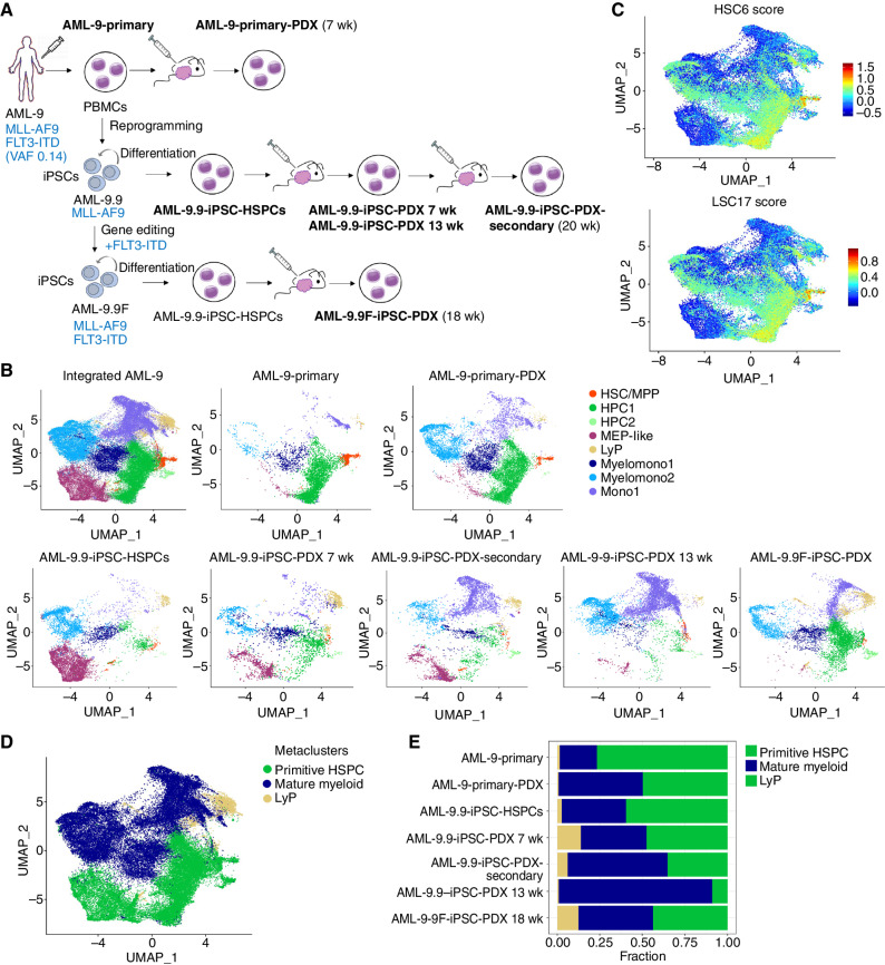 Figure 7. Single-cell RNA sequencing analyses of matched primary and iPSC-derived leukemia cells from patient AML-9 before and after xenotransplantation. A, Schematic representation of the experimental design. The samples analyzed by single-cell RNA sequencing are: (1) AML-9-Primary: peripheral blood mononuclear cells (PBMCs) from AML patient AML-9; (2) AML-9-Primary-PDX: cells from a mouse xenograft of the AML-9-Primary cells; (3) AML-9.9-iPSC-HSPCs: cells obtained following in vitro differentiation of the iPSC line AML-9.9, which was derived from the AML-9-Primary cells; (4) AML-9.9-iPSC-PDX 7 weeks and AML-9.9-iPSC-PDX 13 weeks: cells recovered from mouse xenografts of the AML-9.9-iPSC-HSPCs 7 and 13 weeks post transplant, respectively; (5) AML-9.9-iPSC-PDX-Secondary: cells obtained after serial transplantation of the AML-9-iPSC-PDX cells into secondary recipient mice; (6) AML-9.9F-iPSC-PDX: cells from a mouse xenograft of iPSC-HSPCs from the AML-9.9F line (see text for details). (The number of weeks post transplantation when the cells were recovered is indicated in parentheses next to the sample name.) B, UMAP representation of single-cell transcriptome data colored by cluster. Integrated analysis of all AML-9 datasets and the indicated individual samples are shown. Clusters were annotated using known lineage and stem cell marker genes found amongst the most differentially expressed genes in each cluster. HSC/MPP: hematopoietic stem cell/multipotent progenitor; HPC: hematopoietic progenitor cell; MEP: megakaryocyte/erythroid progenitor; LyP: lymphoid progenitor; My: mature myeloid lineage cells; Mono: mature monocytic lineage cells. C, HSC6 score based on the expression of the 6 genes RUNX1, HOXA9, MLLT3, MECOM, HLF, and SPINK2 (top) and LSC17 score (bottom), projected onto the integrated analysis UMAP from B. D, UMAP plot from B colored by metacluster. E, Bar plots showing the proportion of cells in each metacluster for each sample.