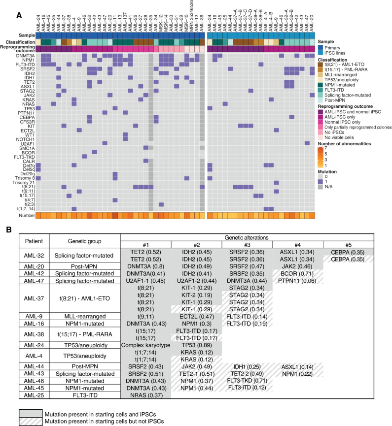 Figure 2. AML-iPSCs capture both late and preleukemic clones arising during the clonal evolution of AML. A, Oncoplots showing all genetic lesions present in the AML patient samples (left) or the AML-iPSC lines generated (right). Letters (A, B, C, D) correspond to iPSC lines derived from different AML clones of the same patient. Classification refers to the genetic group classification of the patient AML. (Note that whereas AML-25 was classified as “FLT3-ITD,” all AML-iPSC lines obtained harbored NRAS and not FLT3 mutations. See also Supplementary Table S2.) B, Table showing the mutations captured in iPSCs from each of the 15 patients with respect to all mutations present in each starting patient sample. Numbers in parentheses show VAFs. The numbers on top represent the order by which mutations were acquired in each patient, inferred from VAF values and reprogramming outcomes (see also Fig. 3; Supplementary Fig. S2). U2AF1-1 and U2AF1-2 denote two different U2AF1 mutations—S34F and Q157R, respectively—present in patient AML-47 and in the derived iPSCs. TET2-1 and TET2-2 denote two different TET2 mutations—4044+1G>C and G1913D, respectively—present in patient AML-43. (See also Supplementary Table S2 for details.) KIT-1 and KIT-2 denote two different KIT mutations—N822K and D816V, respectively—present in patient AML-37 and in the derived iPSCs.