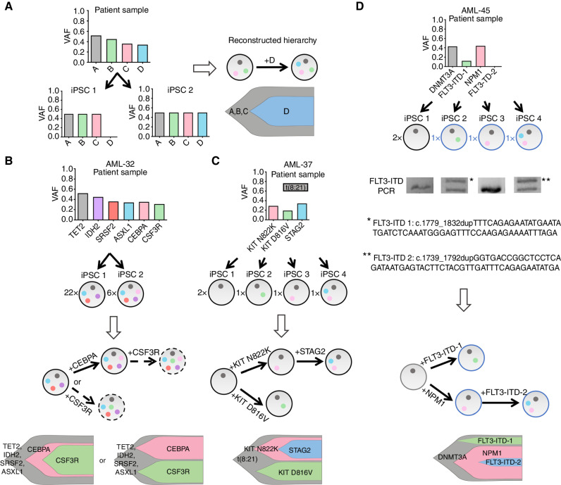 Figure 3. Reprogramming illuminates the evolutionary history and clonal composition of AML. A, Schematic showing how reprogramming to pluripotency in clonal conditions can aid reconstruction of the clonal hierarchy of AML. As an example, the VAF values of 4 hypothetical mutations (A–D) in the patient cells (top) and in two derivative AML-iPSC lines (iPSC 1, iPSC 2) are shown. All mutations are clonal (VAF = 0.5 for heterozygous mutations) in the iPSCs, because each line is derived from a single starting cell. Because iPSC 1 contains mutations A–C and iPSC 2 contains mutations A–D, it can be concluded that mutation D was acquired after mutations A–C. The circles of different colors in the right represent the mutations A–D and the arrow denotes the order of mutational acquisition. Partially reprogrammed iPSC lines were also included in the clonal evolution analyses. B–D, Reconstruction of clonal evolution in 3 patients. The numbers to the left of each circle representing an iPSC clone denote numbers of colonies with the indicated genotype (see also Supplementary Table S2). In all fish plots each clone is represented by a different color and its height is proportional to the percentage of total cells that belong to a given clone (estimated from the VAF). Blue fonts and adjacent circles represent partially reprogrammed clones (which did not give iPSC lines but still informed clonal composition). B, Clonal evolution in patient AML-32. Two distinct clones were captured, one with 4 mutations (TET2, IDH2, SRSF2, and ASXL1) and one with 5 (the same 4 plus CEBPA). This result indicates that CEBPA was acquired after the other 4 mutations. Because no clones with CSF3R mutation were obtained, it cannot be determined if the CSF3R mutation (present in the patient sample) was acquired by the clone with 4 or 5 mutations. The two scenarios are thus represented with dashed arrows. C, Clonal evolution in patient AML-37. iPSC lines corresponding to 4 distinct clones were obtained. One clone only contained the t(8;21) translocation. Notably, two clones harbored each a different KIT mutation in addition to the translocation and a fourth clone harbored the t(8;21), one of the KIT mutations and, additionally, a STAG2 mutation. This result indicates the parallel evolution of two distance lineages with KIT mutations, one of which went on to subsequently also acquire a STAG2 mutation. (The cell fraction for the t(8;21) translocation in the starting sample was not available. Note that the STAG2 gene locus is on the X chromosome and the AML-37 patient is male; thus, the VAF for STAG2 is higher than that of the antecedent KIT mutations, which are heterozygous.) D, Clonal evolution in patient AML-45. Of the 4 clones obtained in iPSCs, one harbored an isolated DNMT3A mutation, which is thus unequivocally the initiating event. The other 3 clones all harbored the DNMT3A mutation and, in addition, an FLT3-ITD, an NPM1 mutation, or both an FLT3-ITD and an NPM1 mutation, respectively. Sequencing of the duplicated FLT3-ITD region in each clone revealed two different ITDs. These results allow us to conclude that, in this patient, an initial DNMT3A-mutant clone diverged into two lineages, one of which acquired an FLT3-ITD and the other both an NMP1 and an FLT3-ITD mutation.