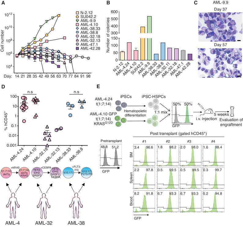 Figure 5. AML-iPSC–derived hematopoietic cells mimic the in vivo clonal dynamics of patients. A, Cell counts of HSPCs derived from the indicated AML-iPSC lines at the indicated days of hematopoietic differentiation liquid culture. N-2.12: a normal iPSC line is shown for comparison. Mean of 3 independent differentiation experiments for each line is shown. B, Number of colonies obtained from 5,000 HSPCs derived from the indicated AML-iPSC lines seeded in methylcellulose assays on day 14 of hematopoietic differentiation. Error bars represent mean and SEM of 1–3 independent differentiation experiments. C, Wright–Giemsa staining of representative cytospin preparations of hematopoietic cells derived from the AML-9.9 line on days 37 and 57 days of hematopoietic differentiation liquid culture, showing predominantly cells with immature myeloid progenitor morphology and prominent mitotic figures. Scale bars, 10 μm. D, Levels of human engraftment (hCD45+) in the BM of NSGS mice transplanted with 1 × 106 HSPCs derived from the indicated 3 pairs of AML-iPSC lines. Each pair is derived from one AML patient and represents an earlier and a later clone, as indicated below the plot. n.s.: not significant (unpaired t test). E, Top panel: schematic overview of the experimental design. HSPCs derived from two lines representing an early (AML-24) and late (AML-4.10) clone from the same AML patient—the latter stably expressing GFP—were mixed 1:1 and intravenously injected into NSGS mice. Bottom: Left: flow cytometry assessment pre-transplant confirming equal mixing of the two clones. Right: flow cytometry assessment of 4 independent mice 5 weeks after transplantation.