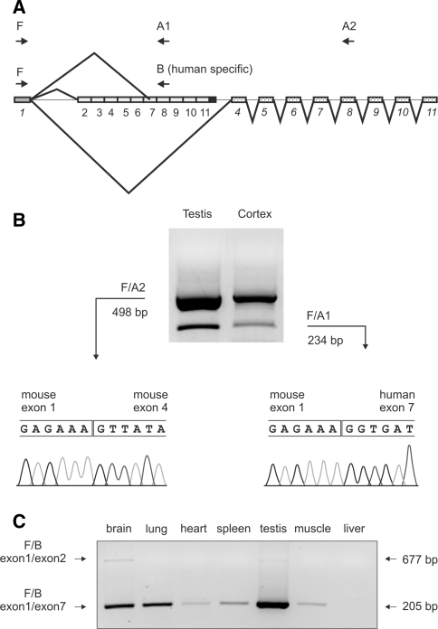 Fig. 6