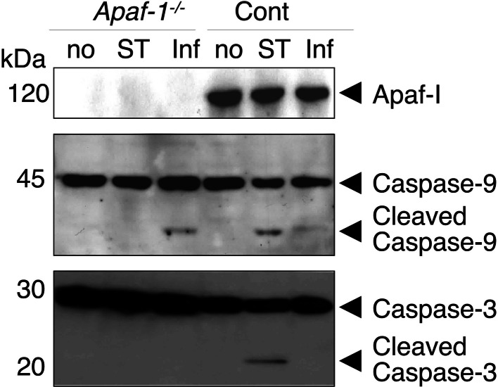 Fig. 6