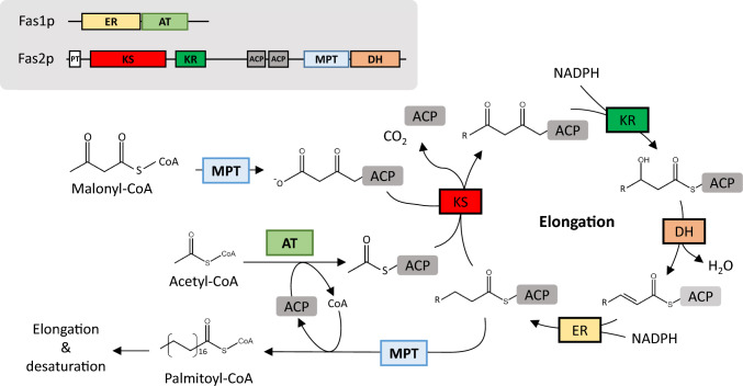 Fig. 1