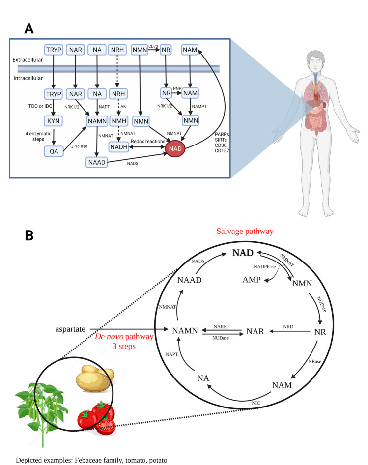 Fig. 2