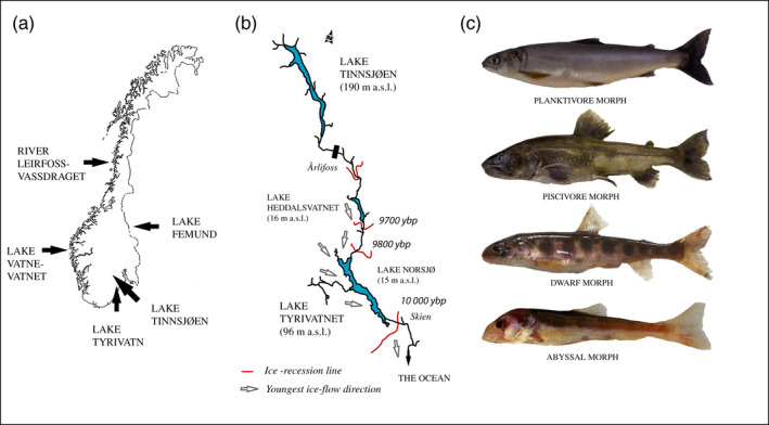 FIGURE 1