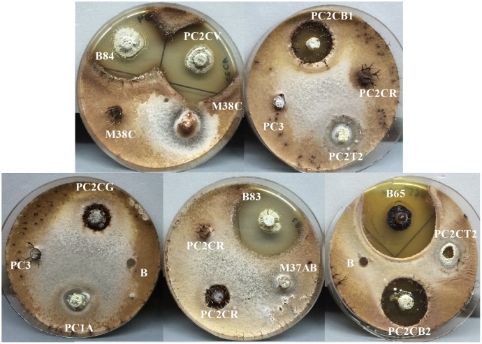 FIGURE 10