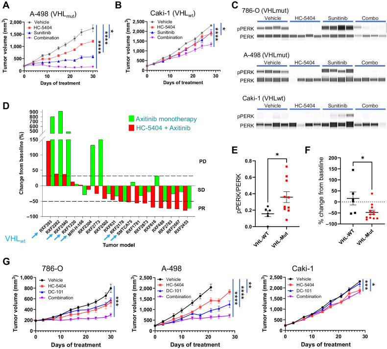 Figure 4. Sensitivity to VEGFR-TKI and HC-5404 combination is independent of VHL mutation status. A and B, A-498 and Caki-1 RCC tumor xenografts treated with HC-5404 (30 mg/kg; orally, twice-a-day) and sunitinib (20 mg/kg; orally, once-a-day) for 30 days. Final tumor volume analyzed by Welch ANOVA or one-way ANOVA following homogeneity of variance tests. Data represent mean ± S.E.M., n = 10 mice per group (*, P < 0.05; ****, P < 0.001). C, pPERK and PERK abundance evaluated by SimpleWestern in RCC tumor xenografts treated for 7 days with HC-5404 (30 mg/kg; orally, twice-a-day), sunitinib (20 mg/kg in Caki-1 and A-498; 40 mg/kg in 786-O; orally, twice-a-day), or a combination thereof. D, Waterfall plot illustrating relative change in tumor volume of 18 diverse RCC PDX models following 28 days of treatment in a single animal (n = 1/group/model) with either axitinib (30 mg/kg; orally, twice-a-day), HC-5404 (30 mg/kg; orally, twice-a-day), or a combination thereof. Models ranked on % change tumor volume in combination group. PD = >30% increase from baseline; stable disease (SD) = ≤30% increase from baseline and <50% regression; PR = ≥50% regression. Models that are VHL WT are indicated by an arrow. E, Quantification of pPERK and PERK protein levels by SimpleWestern from pretreatment baseline PDX tumor samples. Y-axis represents arbitrary fluorescence units. Differences in pPERK/PERK levels evaluated by Student t test, *, P < 0.05 (VHL-WT n = 6; VHL-MUT n = 11). F, Final tumor volume of 18 RCC PDX models following 28 days of treatment with HC-5404 (30 mg/kg, orally, twice-a-day) and axitinib (30 mg/kg, orally, twice-a-day). Differences in tumor volume evaluated by Student t test; *, P < 0.05 (VHL-WT: n = 6; VHL-MUT: n = 12). G, RCC CDX tumor models treated with HC-5404 (30 mg/kg orally, twice-a-day) and DC-101 (15 mg/kg; i.p., twice a week) for 28 days. Tumor volume on day 28 (786-O, Caki-1) or day 21 (A-498) was analyzed by Welch ANOVA or one-way ANOVA following homogeneity of variance tests. Data represent mean ± S.E.M., n = 10 mice per group (*, P < 0.05; **, P < 0.01; ***, P < 0.005; ****, P < 0.001).