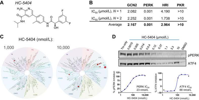 Figure 1. Biochemical and cell-based characterization of HC-5404 as a potent and selective PERK inhibitor. A, HC-5404 molecular structure. B, IC50 values for four closely related ISR kinases determined by FRET-based biochemical assays. C, Biochemical TreeSpot kinome panel assays demonstrate selectivity of HC-5404 against >400 kinases. NB: PERK is not included in the panel, and no interactions were observed when HC-5404 assayed at 100 nmol/L. Image generated using TREEspot Software Tool. Reprinted with permission from KINOMEscan, a division of DiscoveRx Corporation, © DISCOVERX CORPORATION 2010. D, Western blot analysis of pPERK and ATF4 in HEK-293 cells treated with HC-5404 in the presence of 1 μmol/L tunicamycin. HEK-293 cells treated with HC-5404 across a threefold dilution series ranging from 1.5 nmol/L to 10 μmol/L. Quantification of Western blot used to generate IC50 values: pPERK IC50 = 23 nmol/L; inhibition of ATF4 IC50 = 88 nmol/L.