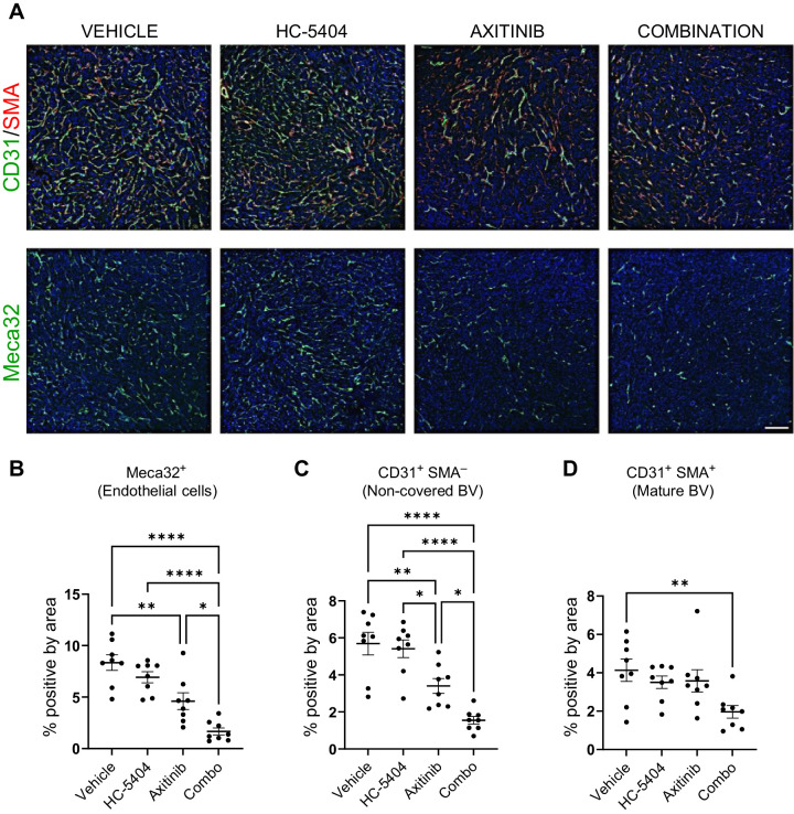 Figure 5. HC-5404 sensitizes 786-O xenografts to the antiangiogenic effects of axitinib. A, IHC images of 786-O xenograft sections stained with antibodies specific to Meca32, CD31, and SMA. Scale bar = 150 μm. HC-5404 and axitinib administered at 30 mg/kg, twice-a-day for 7 days. B–D, Quantification of IHC staining of xenograft sections. Graphs indicate proportion of cells stained positive for Meca32, positive for CD31 in absence of SMA (%CD31+SMA−), or cells that stain positive for both CD31 and SMA (%CD31+SMA+). One-way ANOVA statistical analysis evaluated differences between treatment groups; asterisks indicate significant differences (*, P < 0.05; **, P < 0.01; ****, P < 0.001).