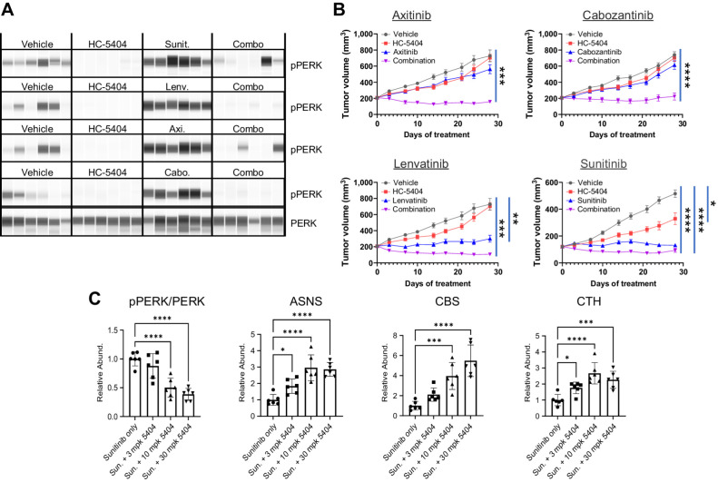 Figure 3. HC-5404 combines with VEGFR-TKI to inhibit tumor growth in 786-O xenograft models of RCC. A, Protein analysis of pPERK and PERK in 786-O xenografts treated with VEGFR-TKI. Samples taken from studies in B after 7 days of treatment. B, 786-O tumor xenografts treated with HC-5404 (30 mg/kg; orally, twice-a-day), sunitinib (40 mg/kg; orally, once-a-day), lenvatinib (10 mg/kg; orally, once-a-day), axitinib (30 mg/kg; orally, twice-a-day), or cabozantinib (30 mg/kg; orally, once-a-day) and combinations as indicated for 28 days. Data presented in the axitinib, cabozantinib, and lenvatinib panels were generated together in a large, multiarmed in vivo study. As such, data from vehicle groups and HC-5404 arms are replicated in both the axitinib and lenvatinib panels, as these VEGFR-TKI used the same vehicle control. Sunitinib was run in a separate study. Note that variability from study-to-study is reflected in tumor growth curves without affecting the conclusions. Final tumor volume analyzed by Welch ANOVA or one-way ANOVA following homogeneity of variance tests. Data represent mean ± S.E.M., n = 10 mice per group (*, P < 0.05; **, P < 0.01; ***, P < 0.005; ****, P < 0.001). C, Protein analysis of pPERK, PERK, ASNS, CBS, and CTH in xenograft samples treated with sunitinib and HC-5404 at indicated doses. Statistical analysis by ANOVA one-way following homogeneity of variance tests (*, P < 0.05; **, P < 0.01; ***, P < 0.005; ****, P < 0.001).