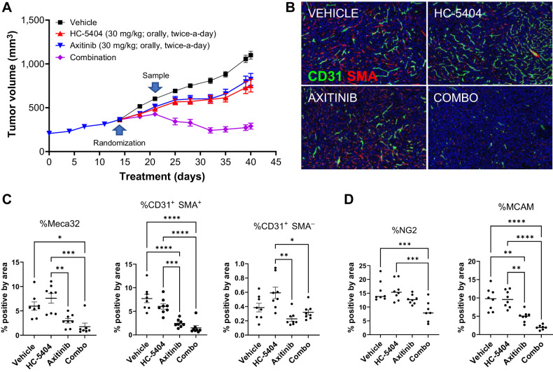 Figure 6. Addition of HC-5404 to axitinib regimen induces tumor regression. A, 786-O tumor growth across the study period. Xenografts that progressed in presence of axitinib for 14 days were rerandomized and transferred to indicated treatment groups for an additional 28 days. Data represent mean ± S.E.M. Final tumor volume analyzed by Welch ANOVA. Data represent mean ± S.E.M., n = 8 mice per group (**, P < 0.01; ***, P < 0.005; ****, P < 0.001). B, IHC images of xenograft sections stained with antibodies specific for CD31 and SMA. C, Quantification of proportion of cells that stained positive for Meca32, CD31+SMA- (immature blood vessels), or CD31+SMA+ (mature blood vessels) in B. One-way ANOVA was used to evaluate the statistical significance between groups. Asterisks indicate statistical significance (*, P < 0.05; **, P < 0.01; ***, P < 0.005; ****, P < 0.001). D, Quantification of IHC staining of tumor sections using antibodies specific for the pericyte markers NG2 and MCAM. One-way ANOVA statistical analysis evaluated differences between treatment groups; asterisks indicate significant differences (**, P < 0.01; ***, P < 0.005; ****, P < 0.001).