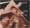 Figure 42