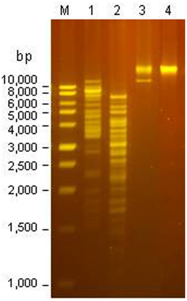 FIGURE 4