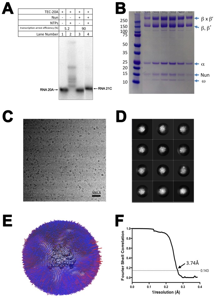 Figure 1—figure supplement 2.