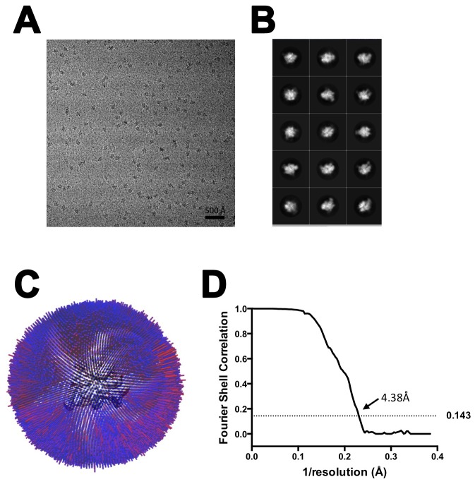 Figure 1—figure supplement 4.