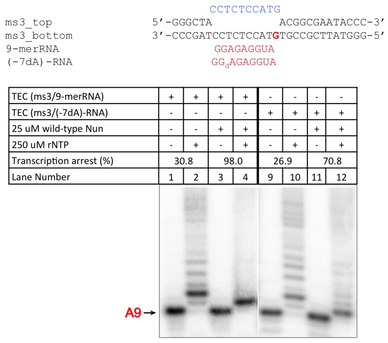 Figure 4—figure supplement 1.