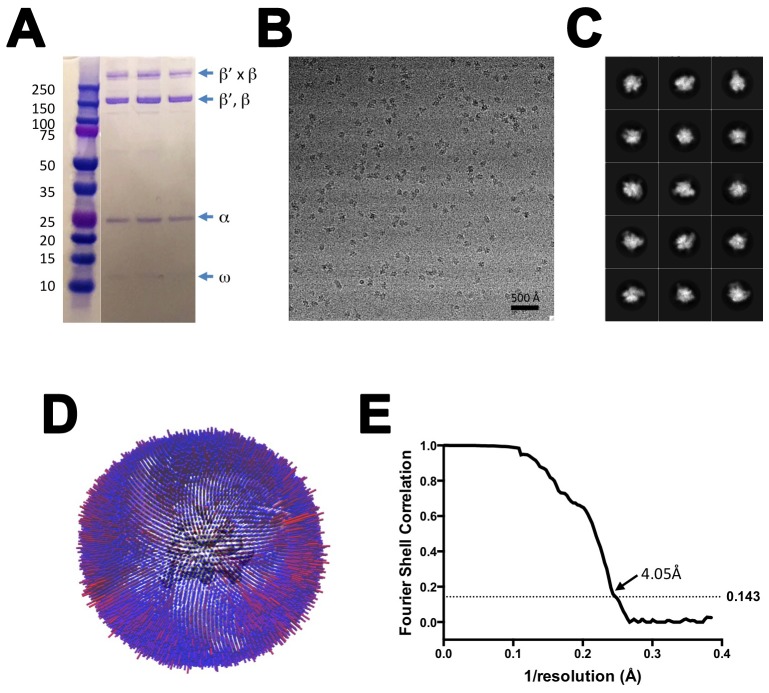 Figure 1—figure supplement 3.