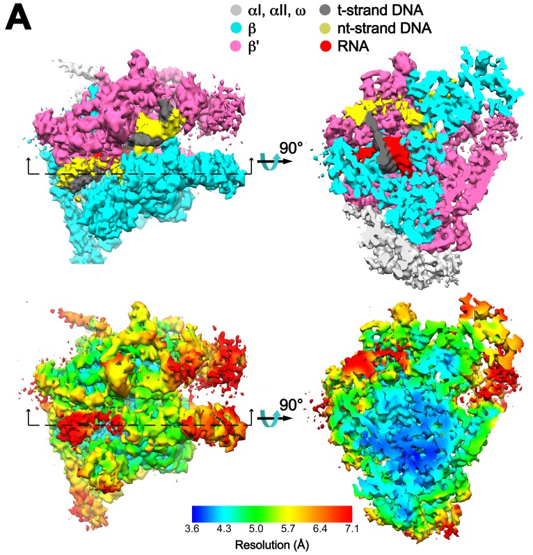 Figure 1—figure supplement 7.