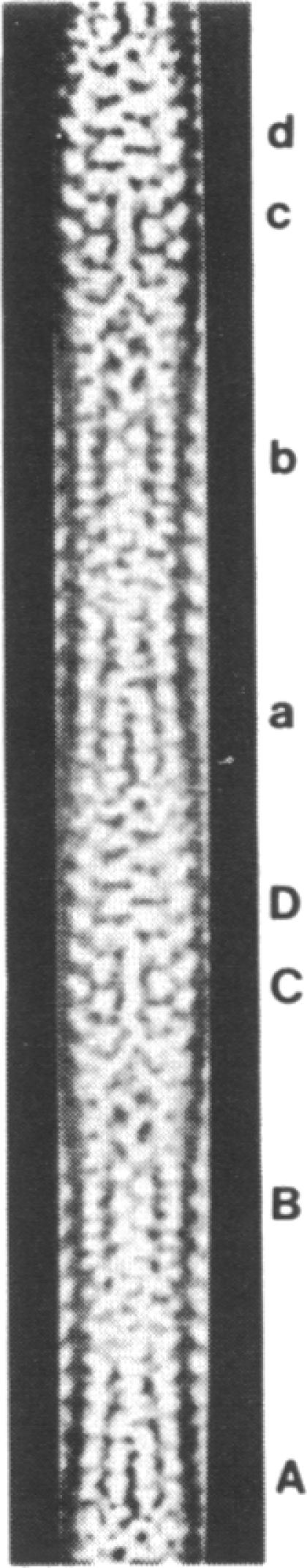 graphic file with name pnas00332-0156-a.jpg