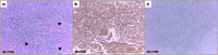 Figure 14.