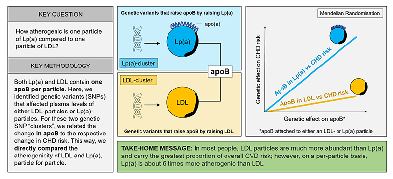 Graphical Abstract