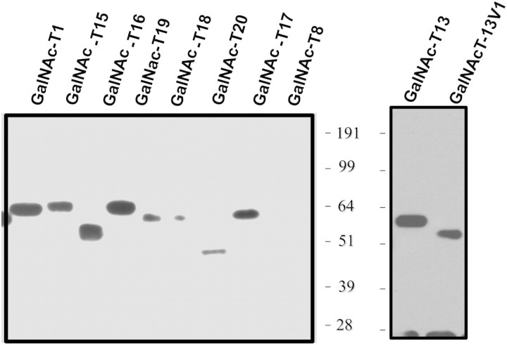 Fig. 1.