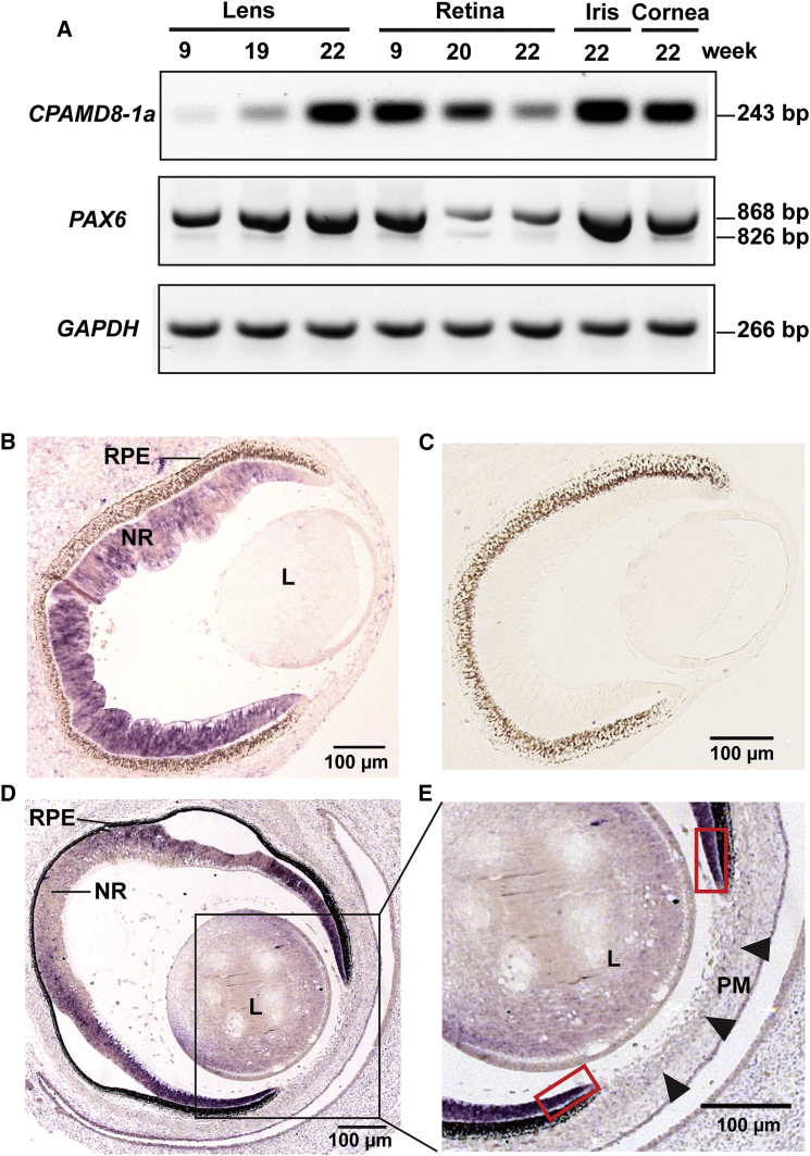 Figure 4