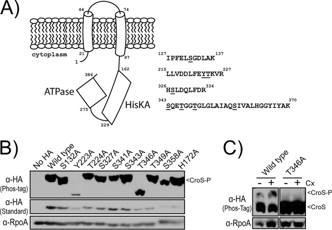 FIG 6