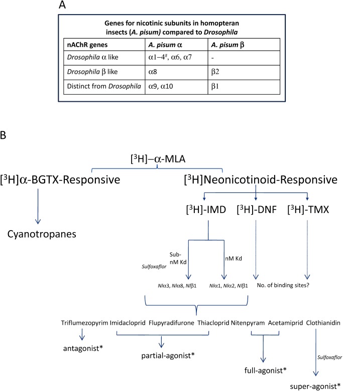 Fig. 8. Complexities of the nicotinic acetylcholine receptor and neonicotinoid pharmacology in Hemipteran insects. (A) There are 11 nAChR genes in the Acyrthosiphon pisum genome, 3 of which are unique without close homologs in Drosophila melanogaster (# no Dros α5 equivalent). The diversity of expected differential nAChRs is reflected in the complex pharmacology of nicotinoids. (B) MLA effectively labels all hemipteran nAChR subtypes with equal affinity whilst α-BGTX/cyanotropanes and the neonicotinoids identify distinct binding sites. Within the neonicotinoid subclass there appears to be distinct binding sites for imidacloprid, dinotefuran and thiamethoxam. Imidacloprid labels two distinct binding sites, one of sub-nM (sulfoxaflor binding site) and the other of nM affinity. The effects of neonicotinoids on hemipteran nAChRs are not well understood. For illustrative purposes (*data from other insects/heterologous expression studies) it is likely that nAChR modulators which share the same binding site can elicit distinct receptor effects. 