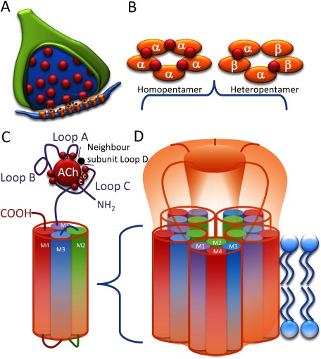 Fig. 3. The Nicotinic acetylcholine receptor. (A) The nAChR is an integral membrane protein embedded in the post synaptic membrane. (B) The α and β subunits are arranged in a homo or hetero-pentameric structure, with the ACh binding site lying at the interface between subunits, as denoted in red. (C) Each subunit has a large N-terminus, 4 transmembrane domains and a large intracellular loop. The ACh binding site is made up of 3 loops from the principal α-subunit and contact point from the β-subunit of the M1 domain. The position of the cysteine amino acids that form the critical disulphide loop are shown. (D) A functional nAChR contains five subunits with the second transmembrane domain lining the pore of the channel.