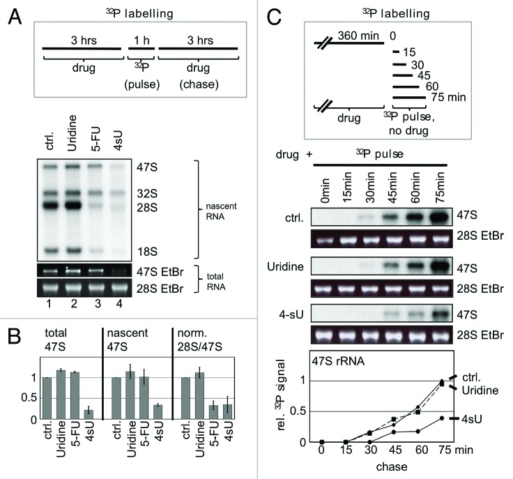 graphic file with name rna-10-1623-g2.jpg