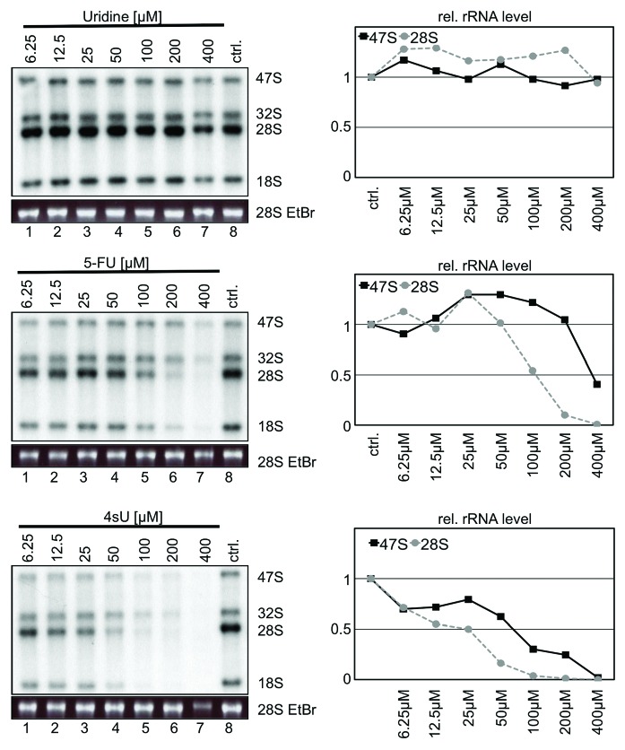 graphic file with name rna-10-1623-g3.jpg