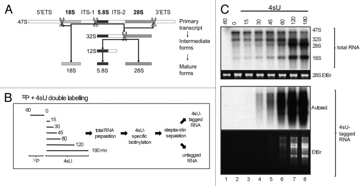 graphic file with name rna-10-1623-g1.jpg