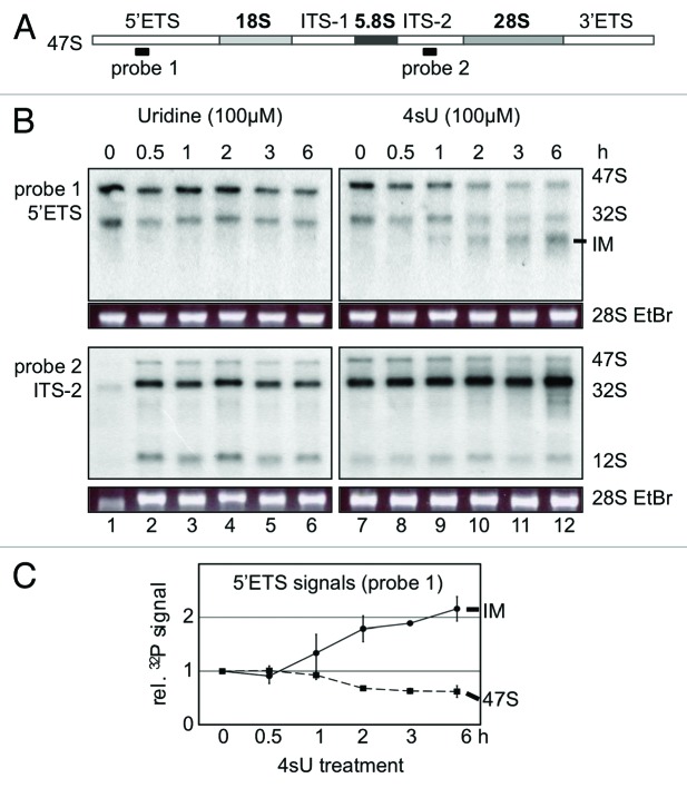 graphic file with name rna-10-1623-g4.jpg