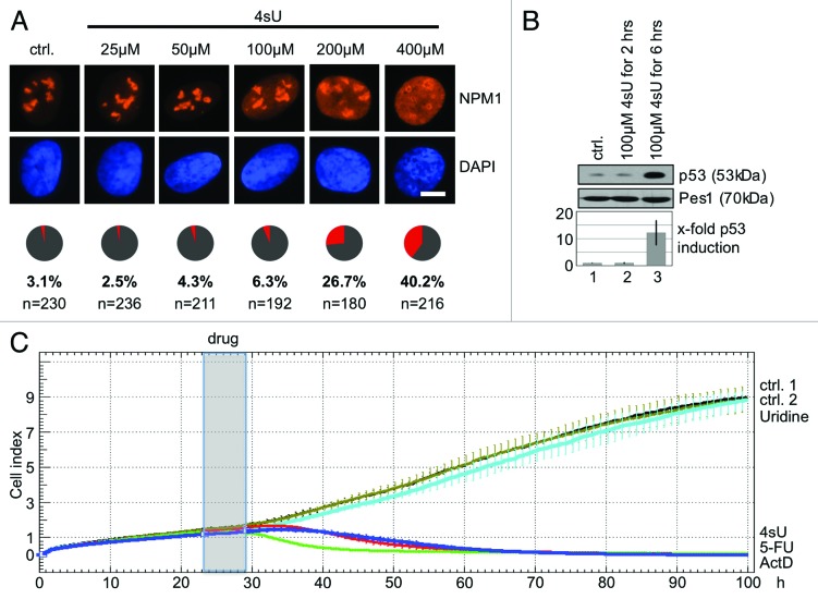 graphic file with name rna-10-1623-g5.jpg