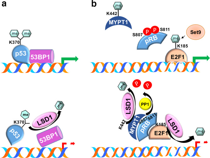 LSD1: more than demethylation of histone lysine residues - PMC