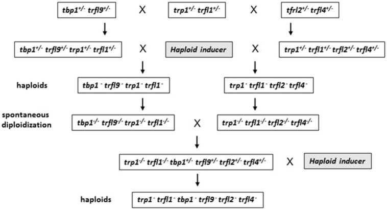 FIGURE 3