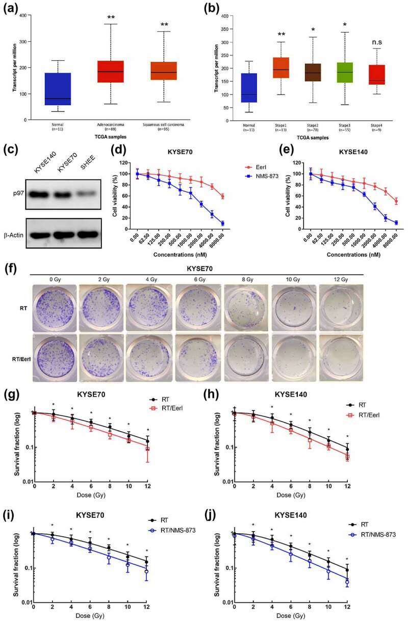 Quantitative analysis of p97 expression in EC tissues and cells. Inhibiting ERAD pathway by EerI and NMS-873 was capable of decreasing cell growth and colony formation.