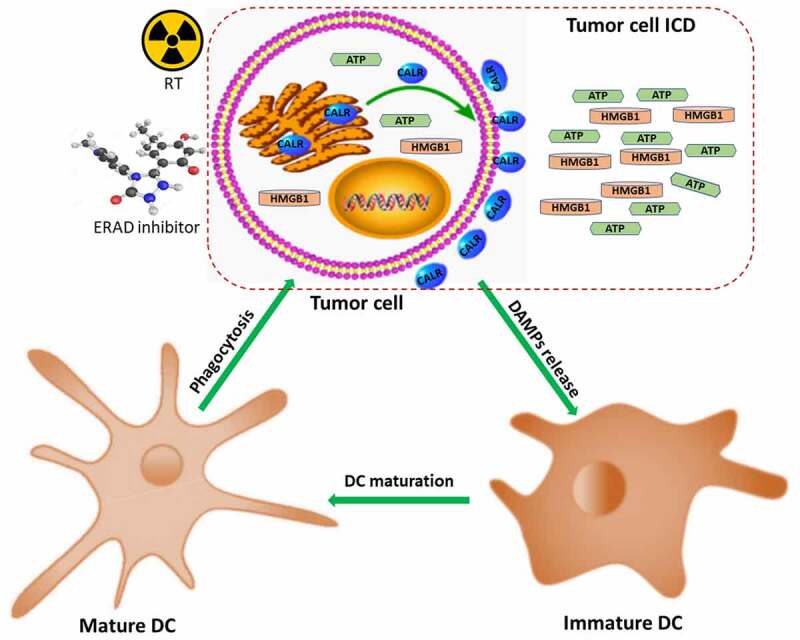 Tumor cell ICD is induced by RT and ERAD inhibitors, which can stimulate the immune system to kill cancer cells.