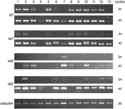 Figure 5.