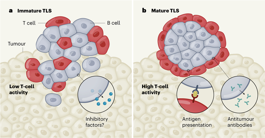 Figure 1 |